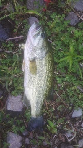 ブラックバスの釣果