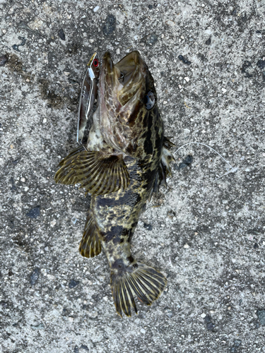 タケノコメバルの釣果