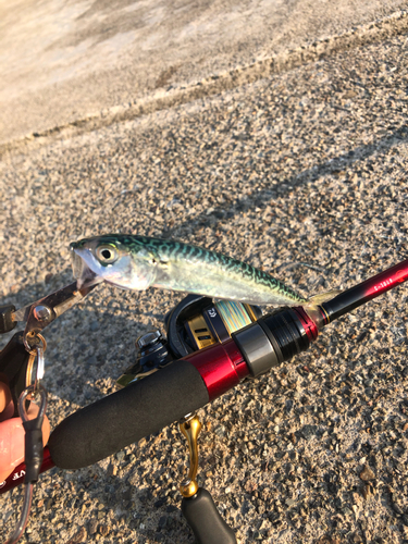 サバの釣果