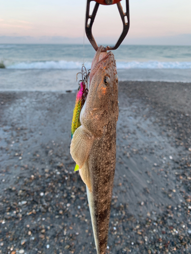 コチの釣果