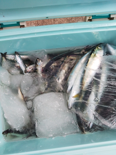 イワシの釣果