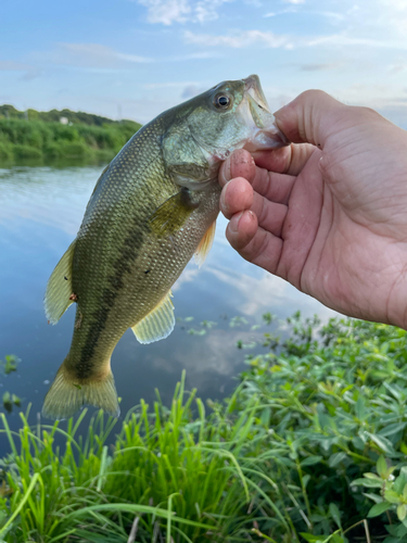 ラージマウスバスの釣果