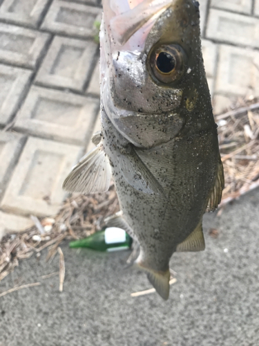 セイゴ（マルスズキ）の釣果