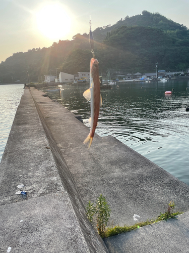 エソの釣果