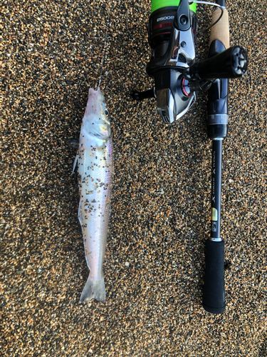 キスの釣果