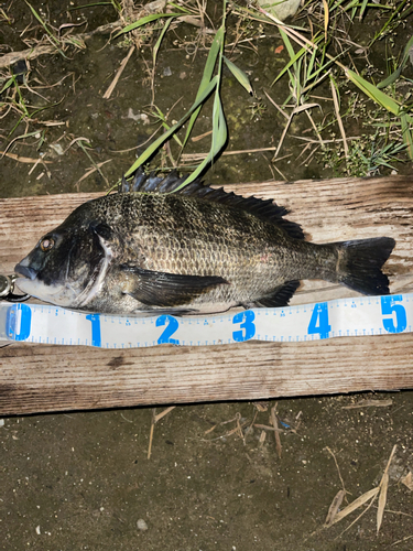 クロダイの釣果