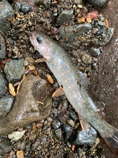 イワナの釣果