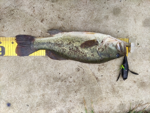 ラージマウスバスの釣果