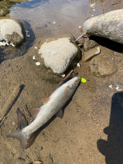 ウグイの釣果