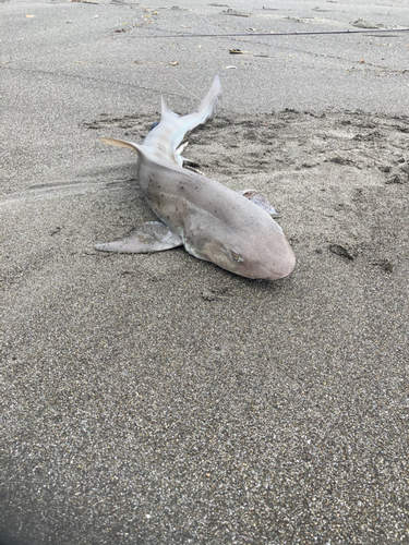 ドチザメの釣果