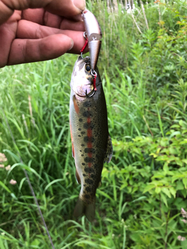 ニジマスの釣果