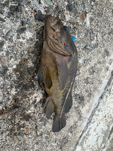 シマソイの釣果