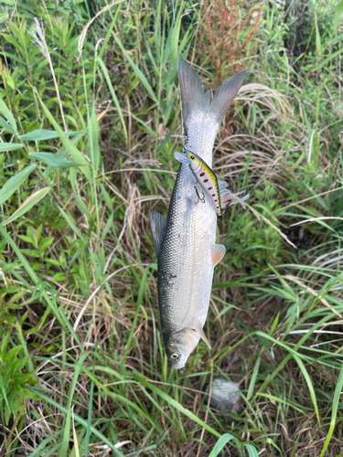 マルタウグイの釣果