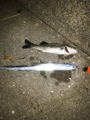 タチウオの釣果