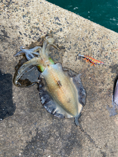 アオリイカの釣果