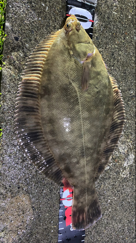 カレイの釣果