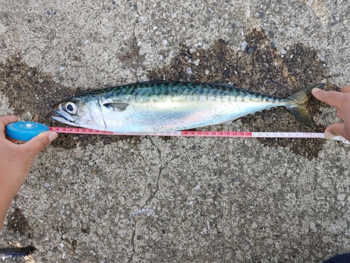 サバの釣果