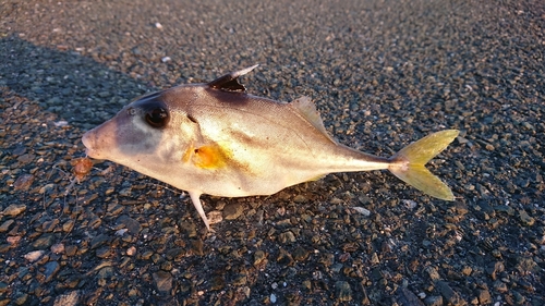 ギマの釣果