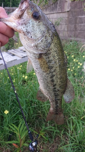 ブラックバスの釣果