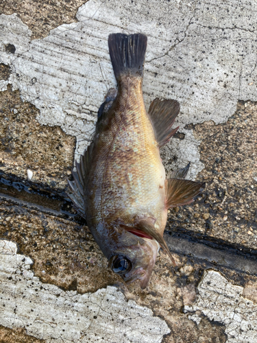 アカメバルの釣果