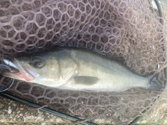 フッコ（マルスズキ）の釣果