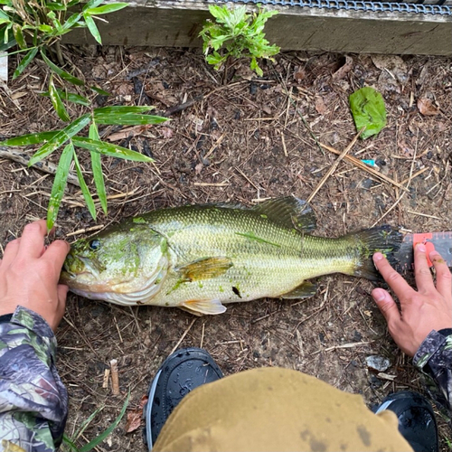 ブラックバスの釣果