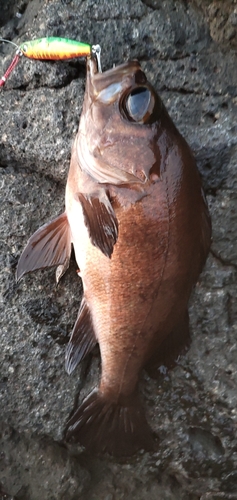 メバルの釣果