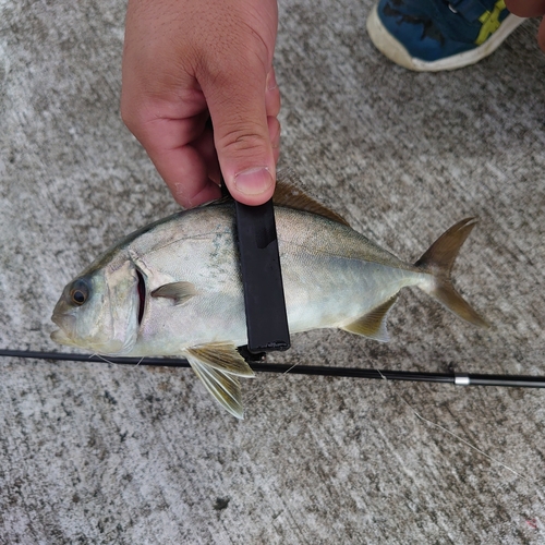 ショッコの釣果