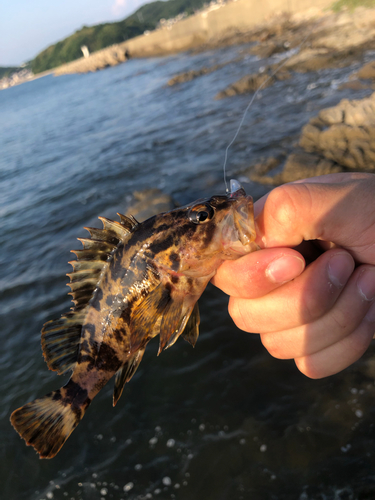 タケノコメバルの釣果