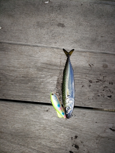 サバの釣果