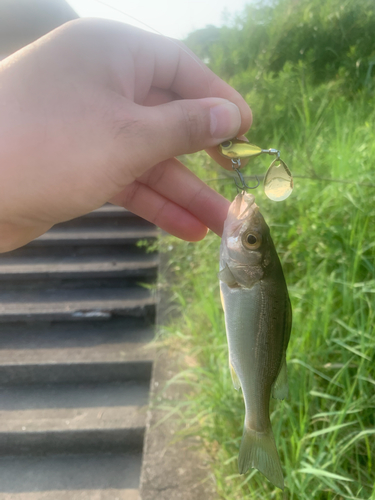 セイゴ（タイリクスズキ）の釣果