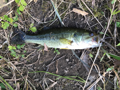 ラージマウスバスの釣果