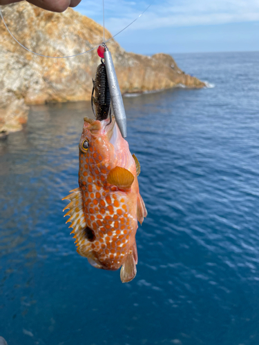 キジハタの釣果