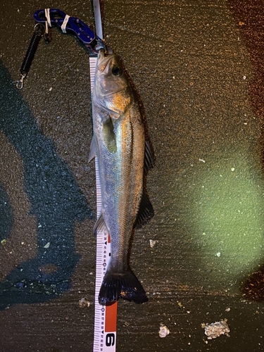 シーバスの釣果