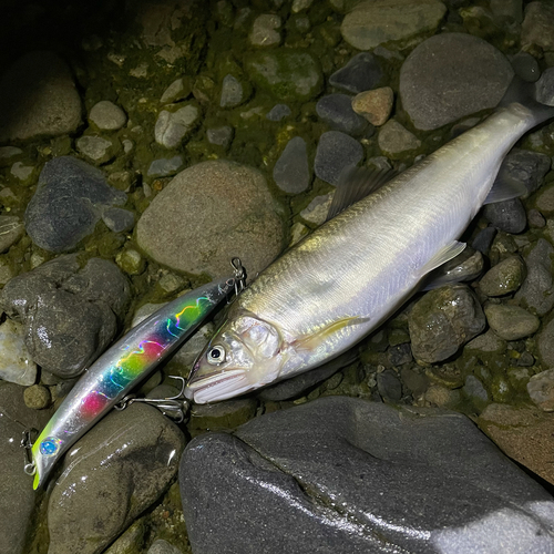 アユの釣果