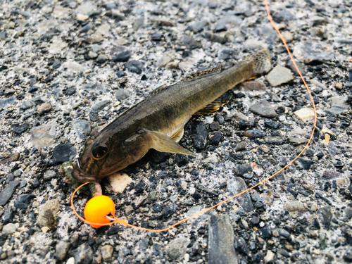 ハゼの釣果