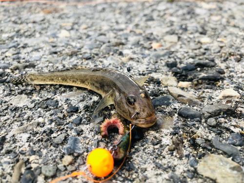 ハゼの釣果