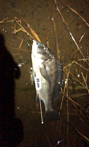 クロダイの釣果