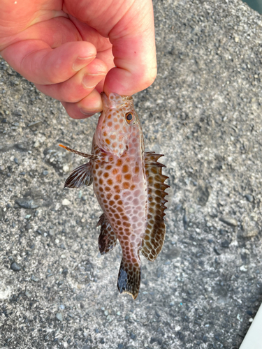 オオモンハタの釣果