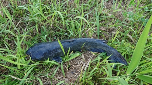 アメリカナマズの釣果