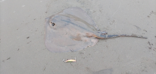 アカエイの釣果