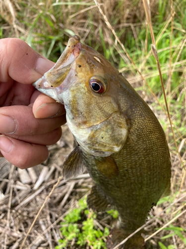 スモールマウスバスの釣果