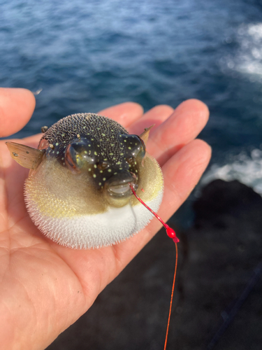 クサフグの釣果