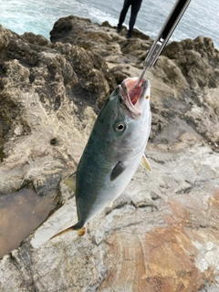 イナダの釣果