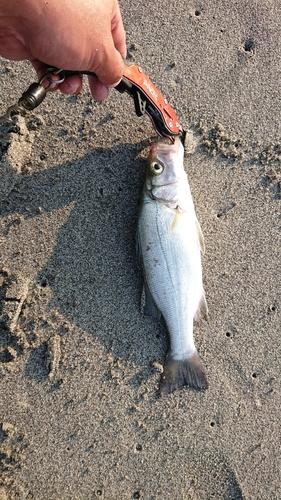 セイゴ（マルスズキ）の釣果