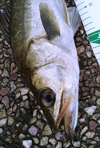 シーバスの釣果