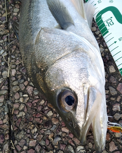 シーバスの釣果