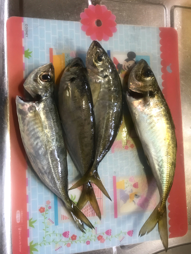 アジの釣果