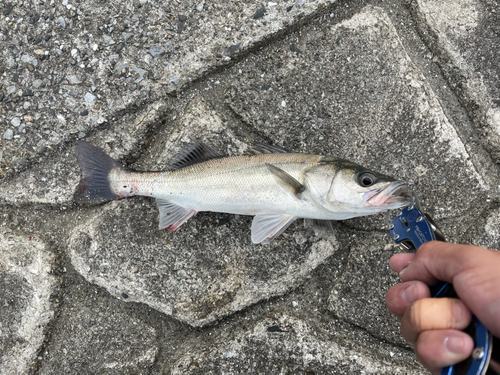 セイゴ（マルスズキ）の釣果