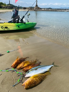 ヒラマサの釣果